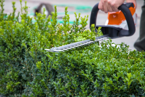 Gardener trimming a hedge with hand tools