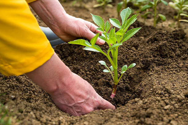 Planting young plants into a prepared flower bed