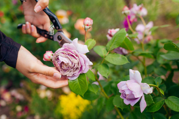 Pruning shears deadheading roses in a summer garden