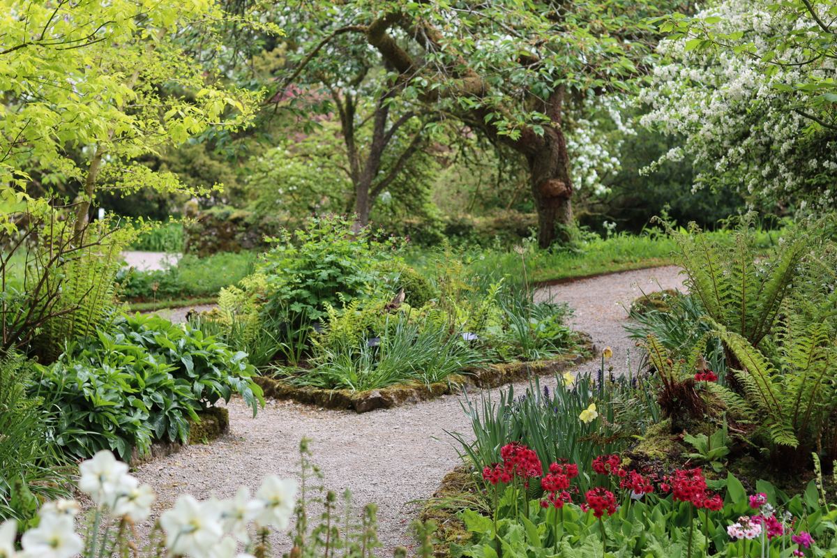 A winding gravel path through a lush spring garden with ferns and flowering borders